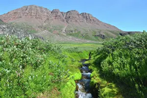 Salix: Denmark. Greenland. West coast. Disko Island. Protected