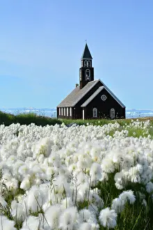 Eriophorum: Denmark. Greenland. West coast. The church of Ilulissat