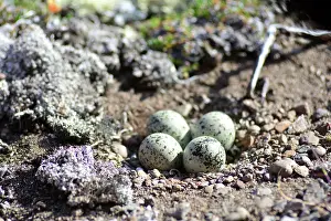 Charadrius: Denmark. Greenland. West coast. Disko Island. Nest