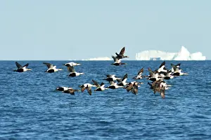 Mollissima: Denmark. Greenland. West coast. Eiders flying among
