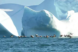 Mollissima: Denmark. Greenland. West coast. Eiders flying among
