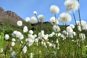 Eriophorum: Denmark. Greenland. West coast. Field of cottongrass