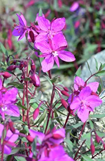 Epilobium: Denmark. Greenland. West coast. The Fireweed is
