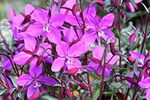 Epilobium: Denmark. Greenland. West coast. The Fireweed is