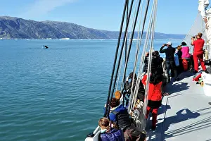 Megaptera: Denmark. Greenland. West coast. Passengers of a