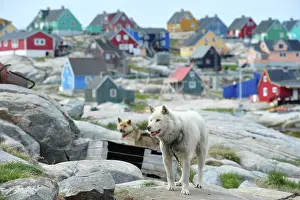 Attach: Denmark. Greenland. West coast. Sled dogs in the