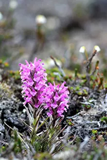 Woolly: Denmark. Greenland. West coast. Woolly lousewort