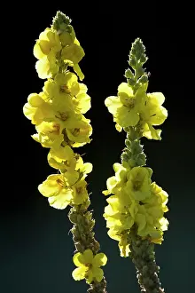 Flowered: Dense-flowered Mullein