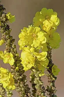 Flowered: Dense-flowered Mullein