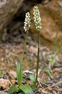 Neotinea: Dense-flowered Orchid