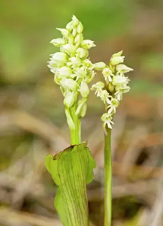 Cyrpus: Dense-flowered Orchids / Mediterranean Orchid