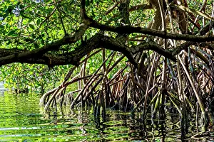 Root: Dense mangrove vegetation with its trees and roots