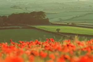 Anthony Harrison: Dense out-of-focus Poppies in cereal crop, Devon