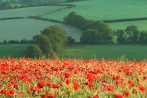 Anthony Harrison: Dense Poppies in cereal crop, Devon, agricultural