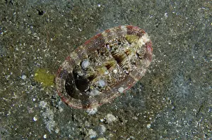 010821: Densilirata Chiton - Coral Garden dive site, Tulamben