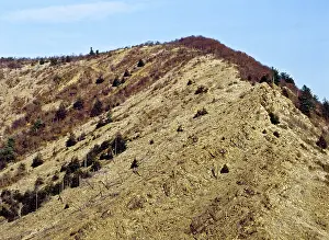 Stripped: Denuded Vegetation Caused by Air Pollution