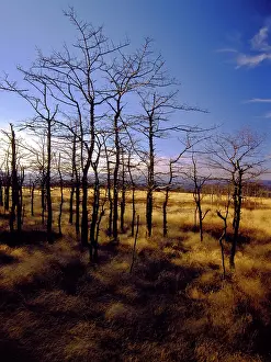 Stripped: Denuded Vegetation Caused by Air Pollution