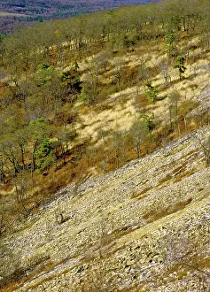 Stripped: Denuded Vegetation Caused by Air Pollution