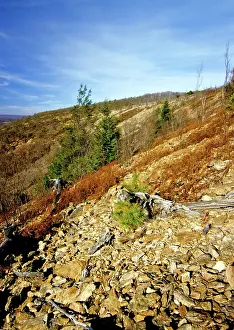 Stripped: Denuded Vegetation Caused by Air Pollution
