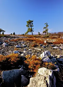 Polluted: Denuded Vegetation Caused by Air Pollution