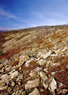 Polluted: Denuded Vegetation Caused by Air Pollution