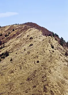 Polluted: Denuded Vegetation Caused by Air Pollution