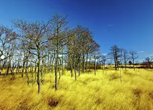 Polluted: Denuded Vegetation Caused by Air Pollution