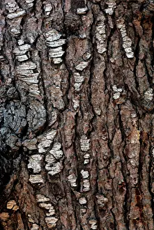 Cedars: Deodar Cedar - bark