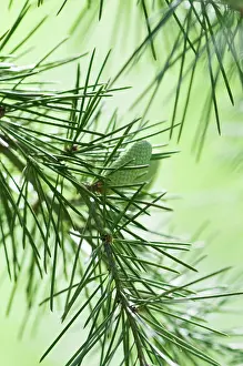 Cedrus: Deodar tree, Cedrus deodara, A cone hanging on a