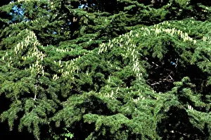 Cedars: Deodarn Cedar