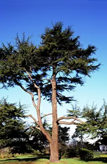 Cedars: Deodarn Cedar