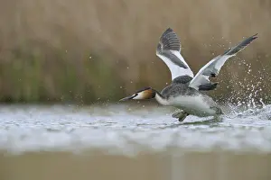 Flies: Departure... Great Crested Grebe (Podiceps Scalloped ribbonfish) takes off