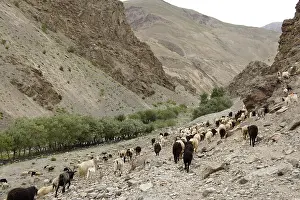 Vale: Departure had herd of goats Valley Lingti Zanskar India