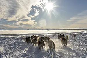 Sled: Departure of a team of sled dogs in Scoresbysund