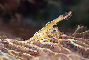 Arborek: Depressed Spider Crab - on coral fan during night dive