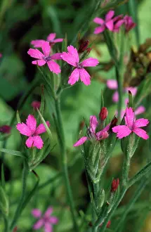 Dianthus: Deptford PINK
