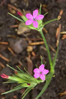 Armeria: Deptford pink