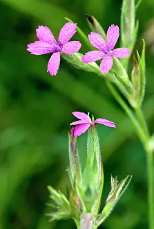 Armeria: Deptford Pink - in flower