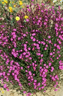 Armeria: Deptford PINK - Flowering