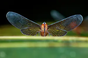 Planthopper: Derbid Planthopper (Derbidae sp), Kaw, French Guiana