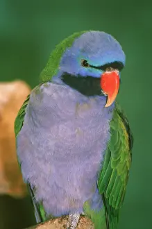 Psittacula: Derbyan Parakeet (Psittacula derbiana)