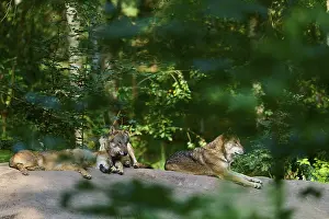 Wolf: Deri wolves in the forest, resting on a mound