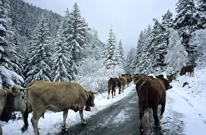 Mercantour: Descent of the high mountain pasture PN Mercantour