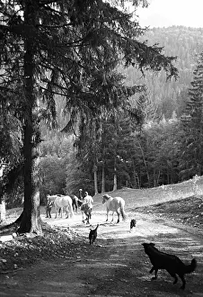 Infrastructures: Descent from the pasture with horses and dogs Alps