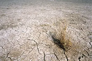 Parched: Desert