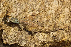 Agamas: Desert Agama lizard, the Southern Rock Agama
