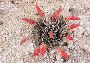 Aloes: Desert Aloe - in flower. Kalahari Desert, South