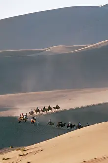Bactrian: Desert - Bactrian Camel train, Gobi Desert, China