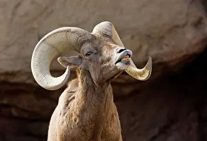Scenting: Desert Bighorn Sheep - male on heat, scenting female