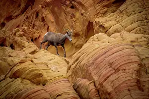 Mojave: Desert bighorn sheep (Ovis canadensis nelsoni)